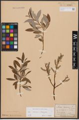 Foto von Salix caprea L. x Salix eleagnos Scop.